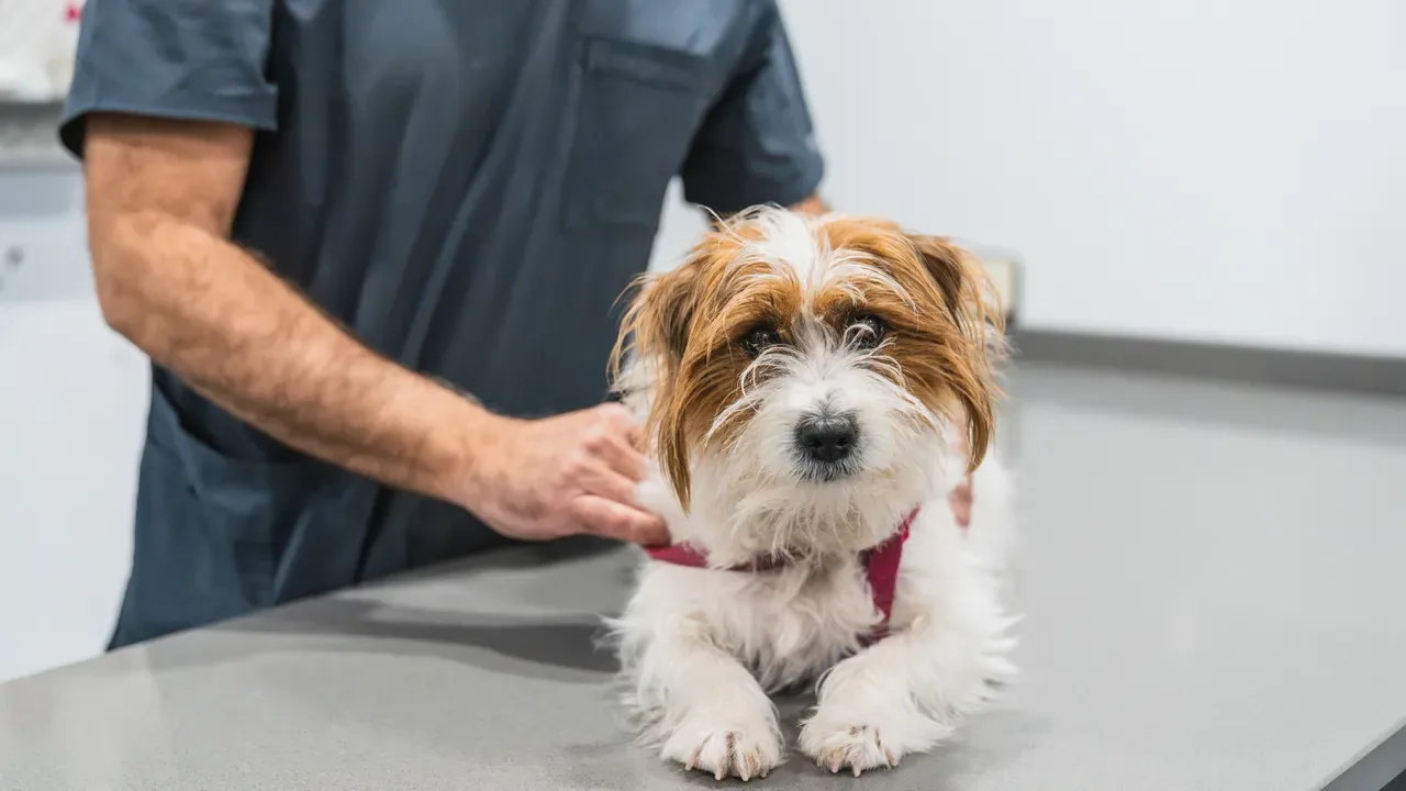 A veterinarian steadying a terrier on the exam table
